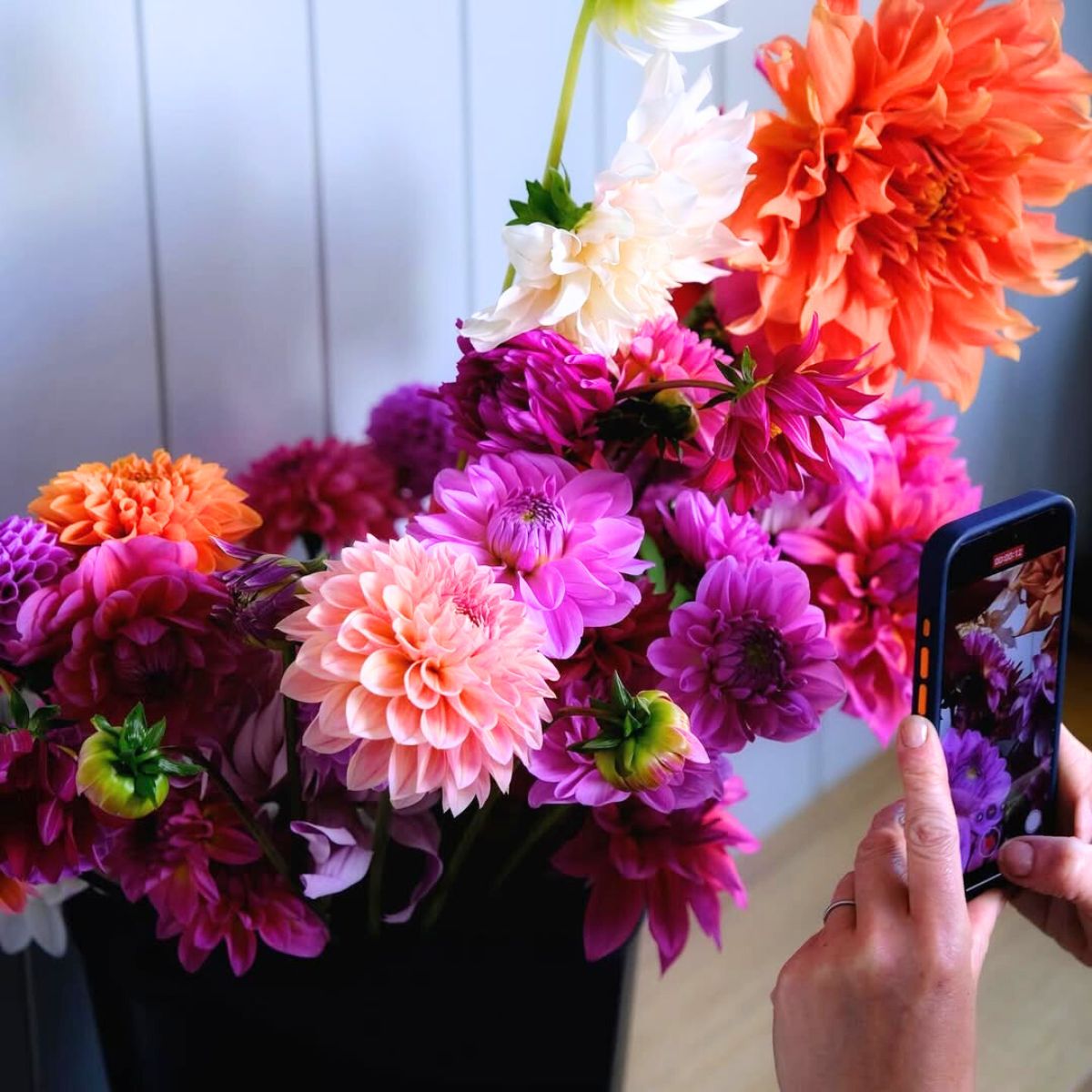 Dahlias in many colors being photographed