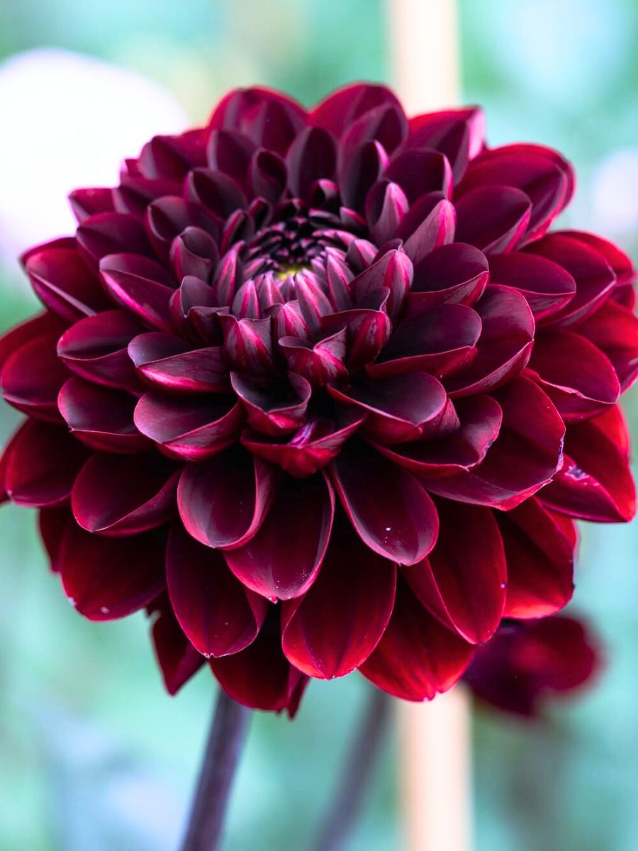 Gorgeous dark red Dahlia