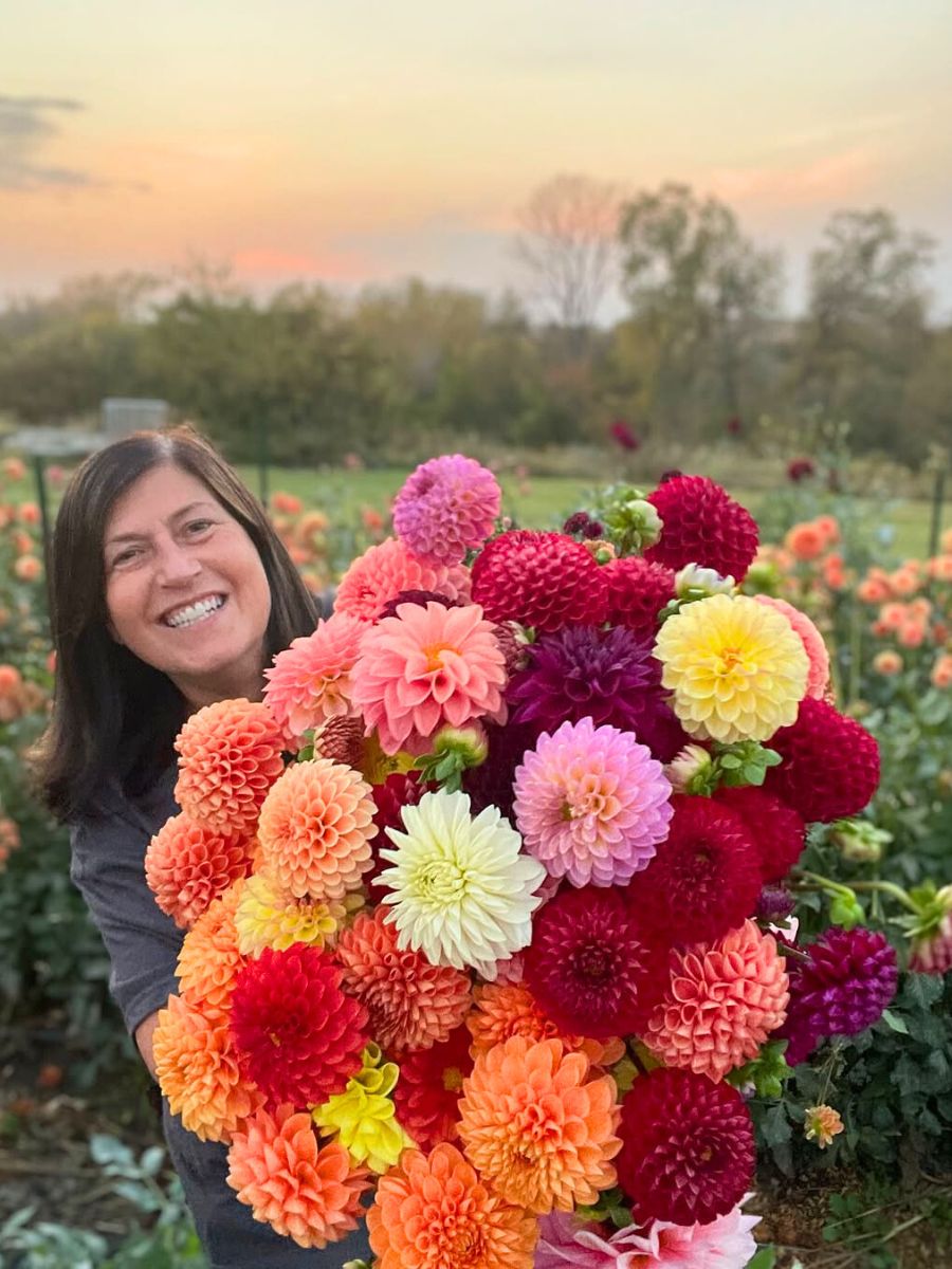 Growing Dahlia flowers