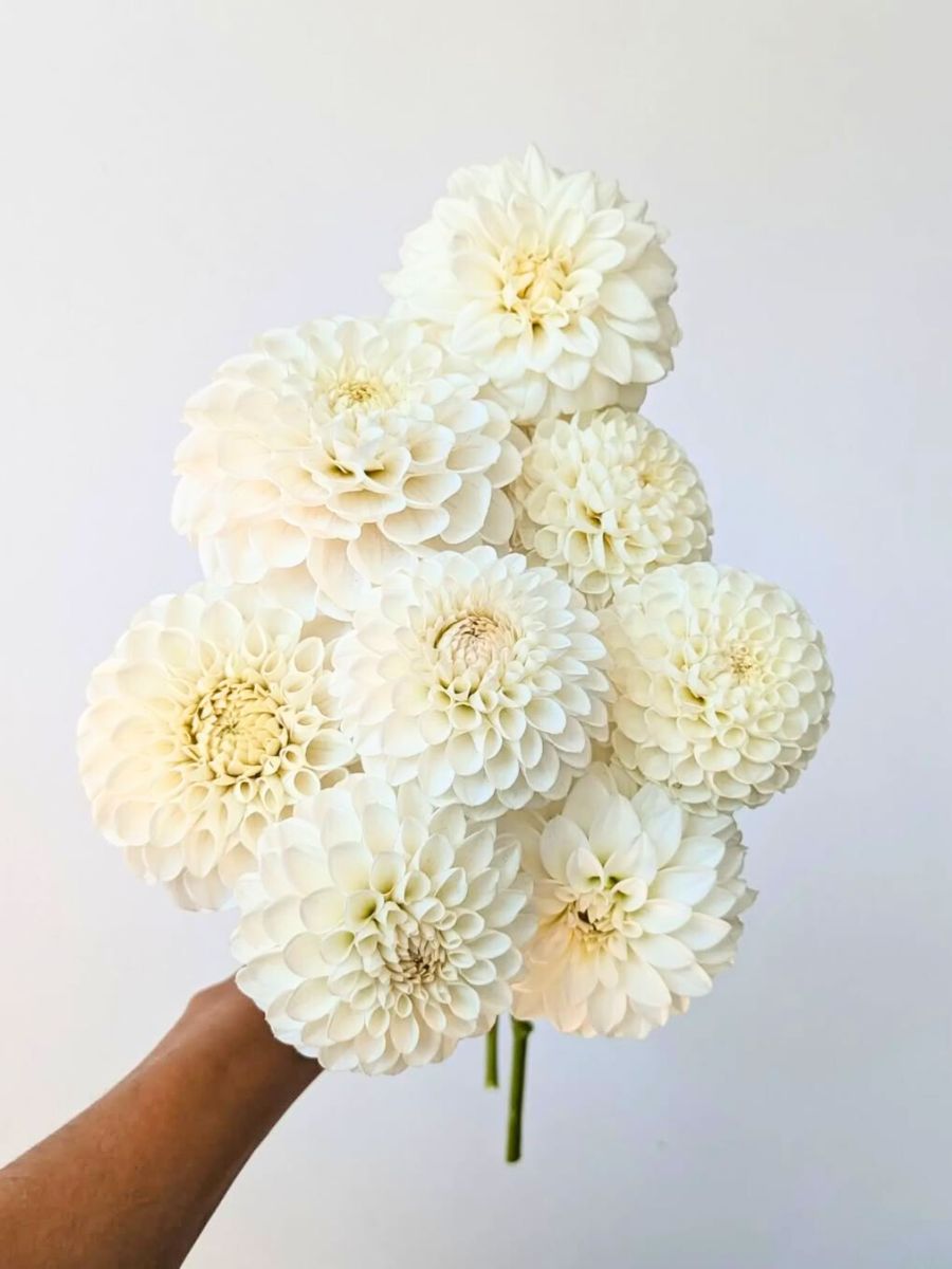 Pure white Dahlia flowers