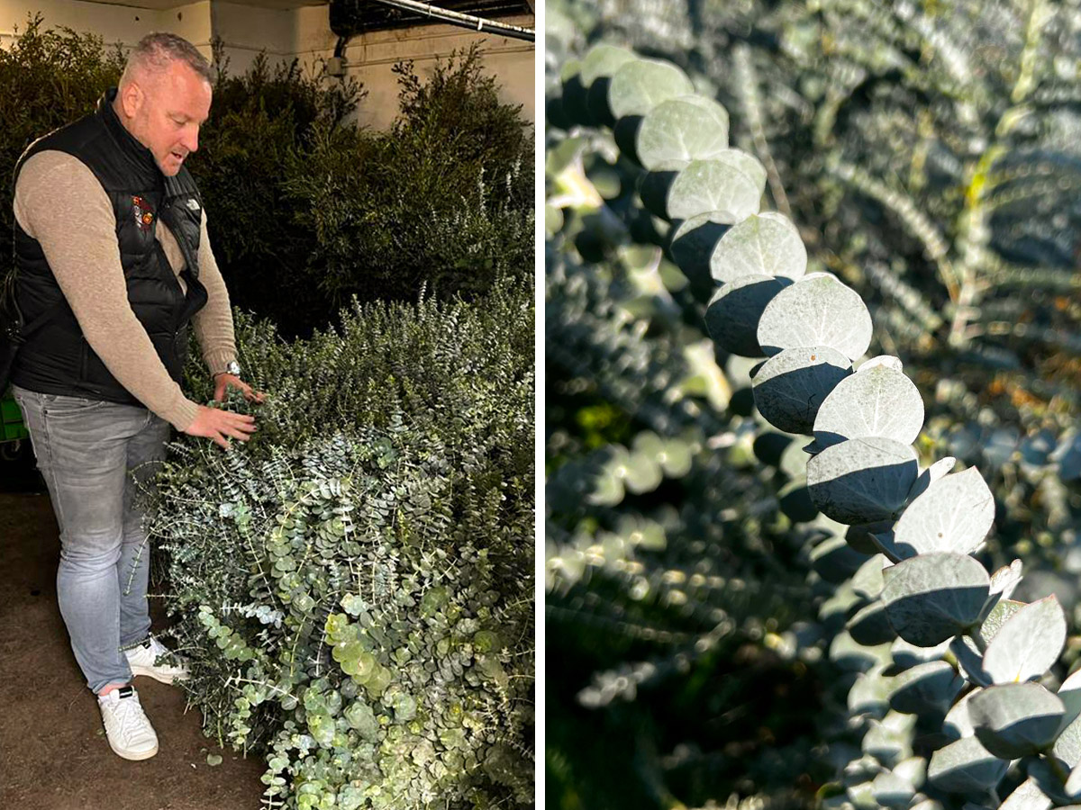 Kees Glorie from Piazza dei Fiori checking Eucalyptus