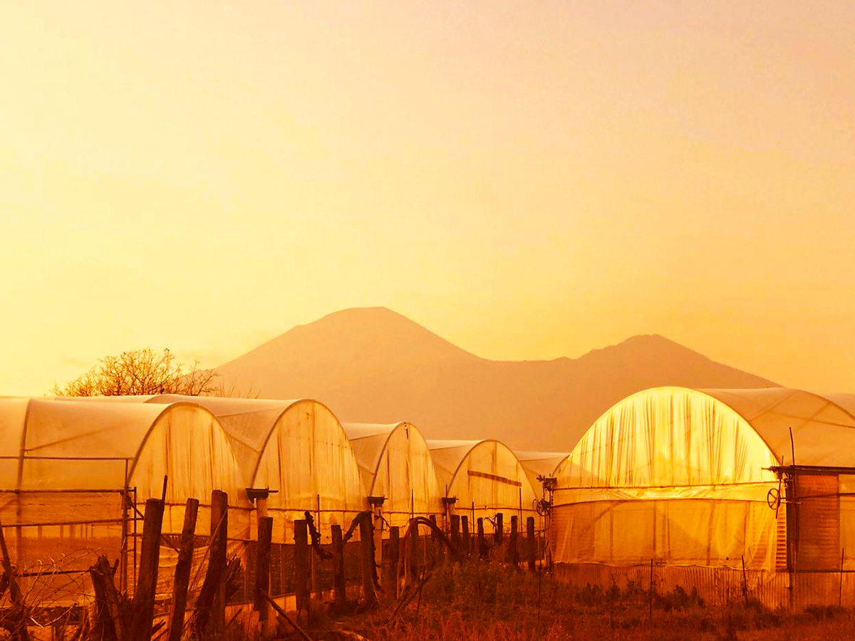 Piazza dei Fiori greenhouses in morning sun