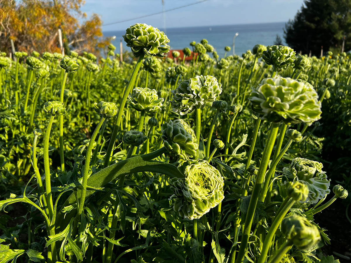 Green Ranunculi from Piazza dei Fiori by seaside