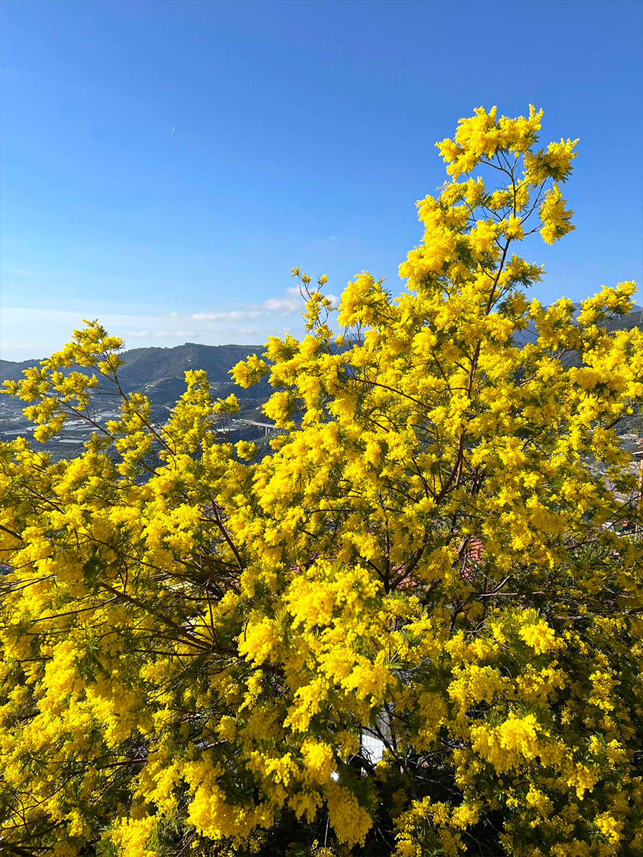 Mimosa nursery from Piazza dei Fiori