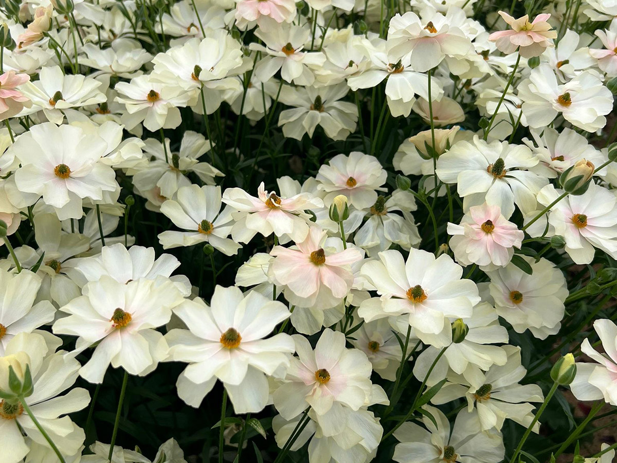 Piazza dei Fiori white Anemones