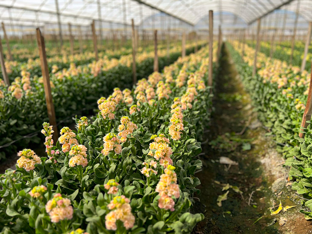 Piazza dei Fiori cream Matthiola