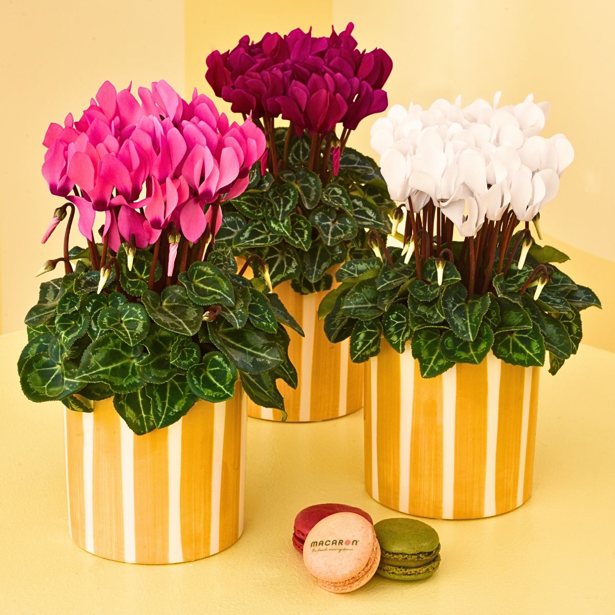 Morel Introduces the Remarkable Macaron® Cyclamen Range