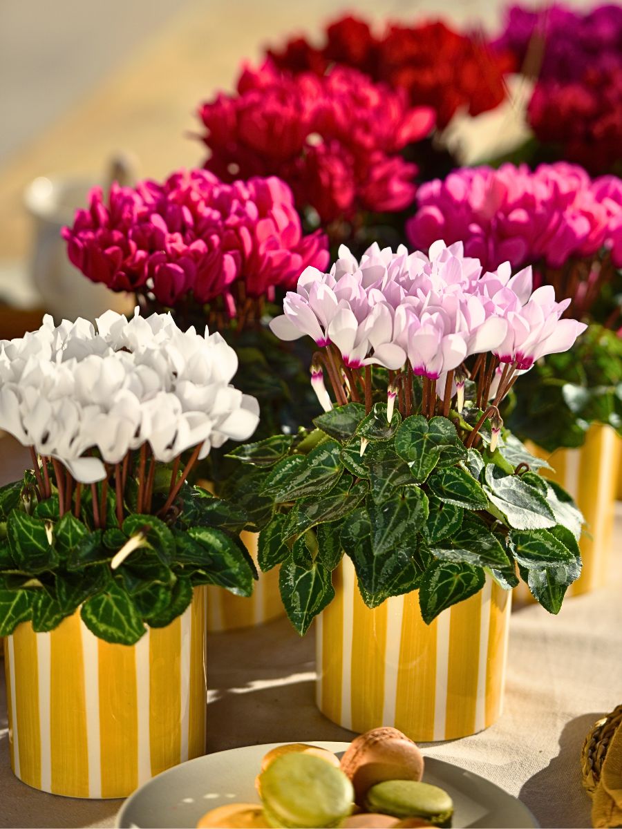 Morel Introduces the Macaron® Series, a Remarkable Compact Mini Sized Cyclamen