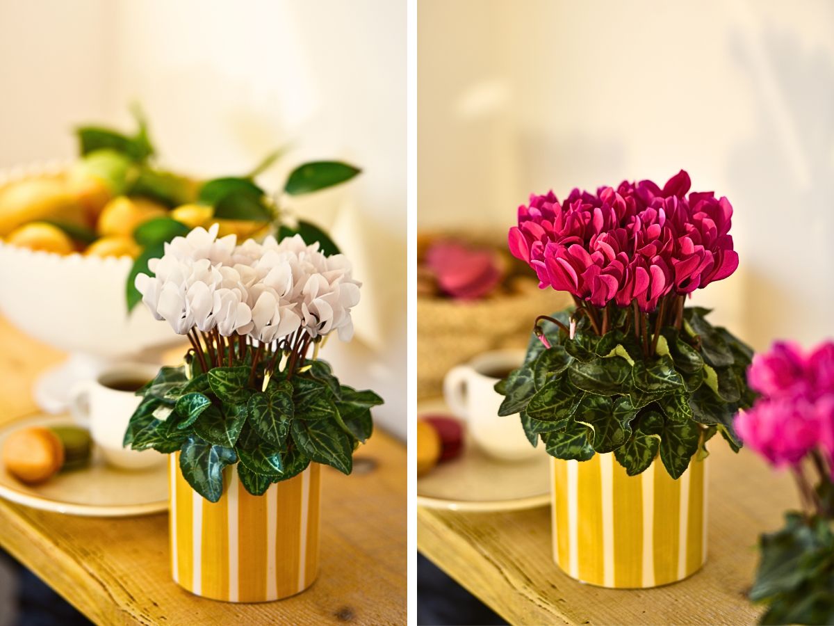 Morel Introduces the Macaron® Series, a Remarkable Compact Mini Sized Cyclamen