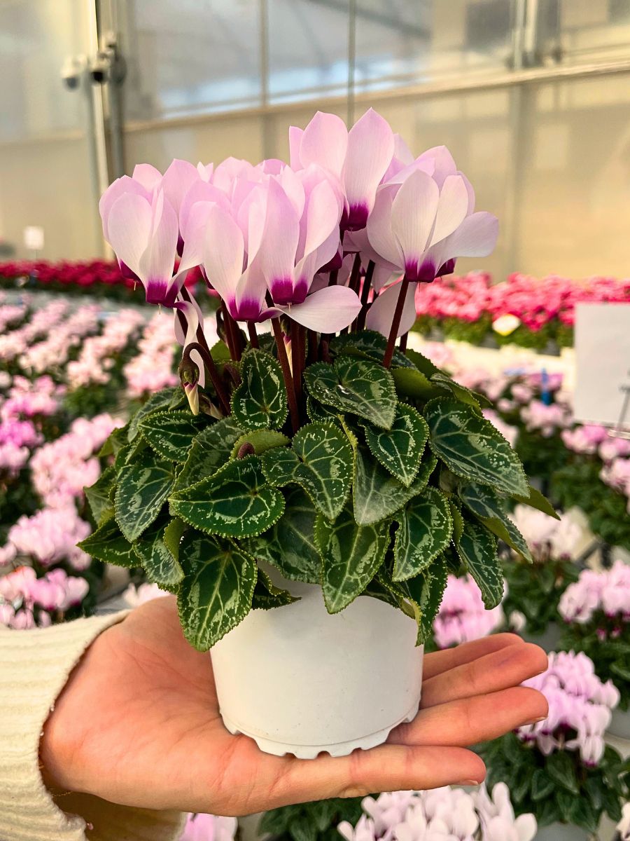 The Macaron® Cyclamen series from Morel