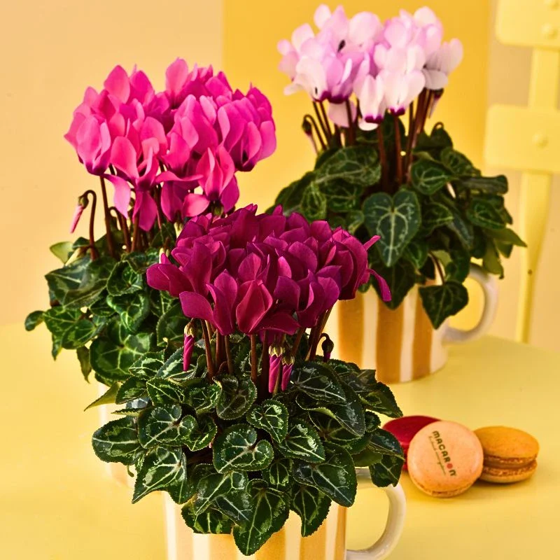 Morel Introduces the Macaron® Series, a Remarkable Compact Mini Sized Cyclamen