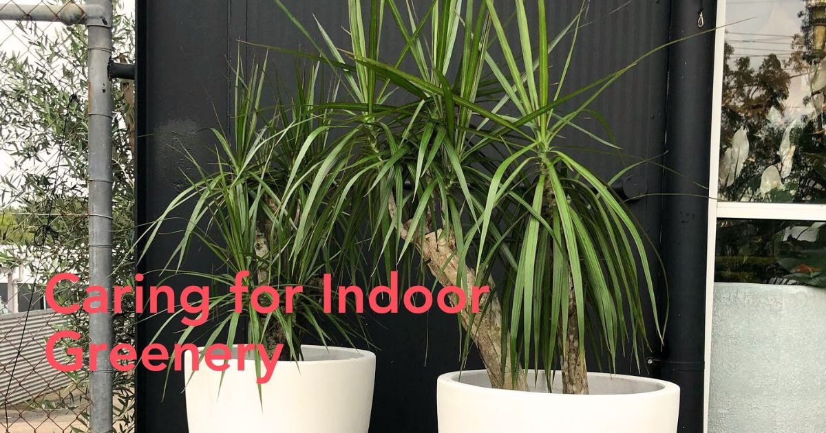 Dracaena Marginata Thursd Article Header Image