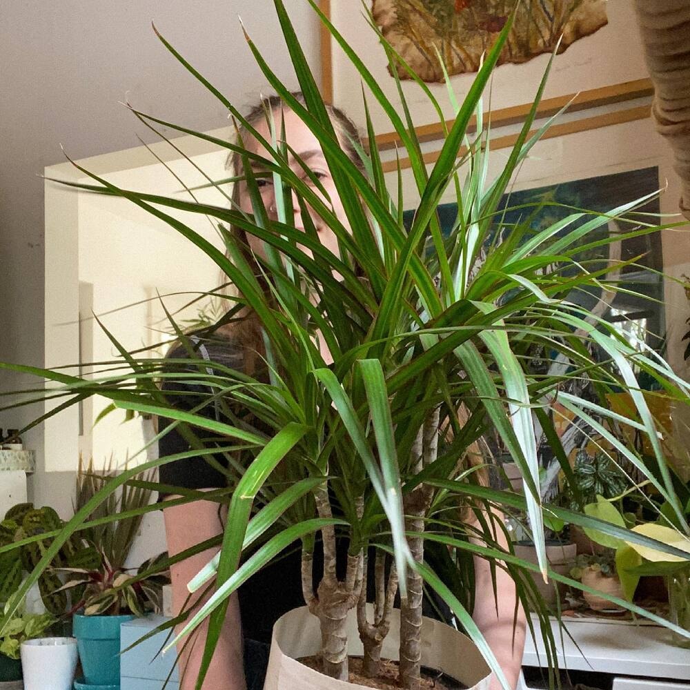 woman holding a potted dracaena marginata