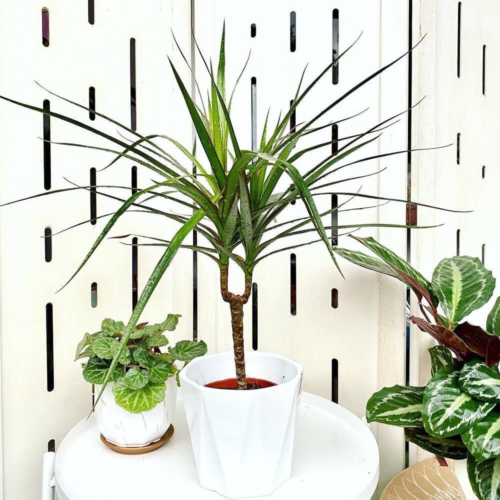 potted dracaena marginata plant