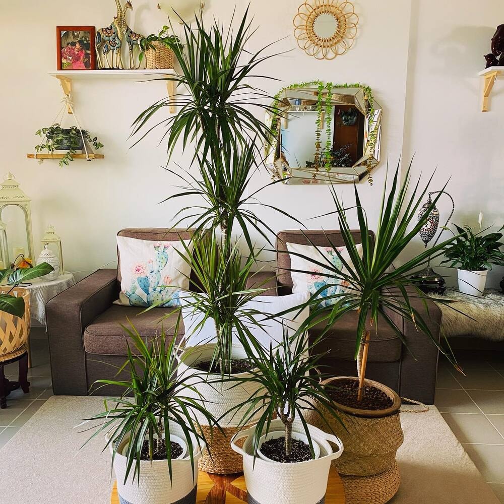 dracaena marginata is a statement indoor houseplant