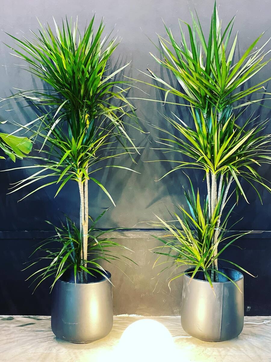 groomed and well-grown dracaena marginata indoors