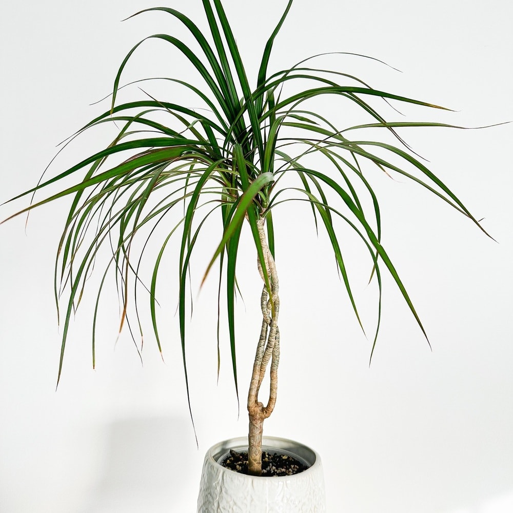 spread of the foliage of dracaena marginata plant