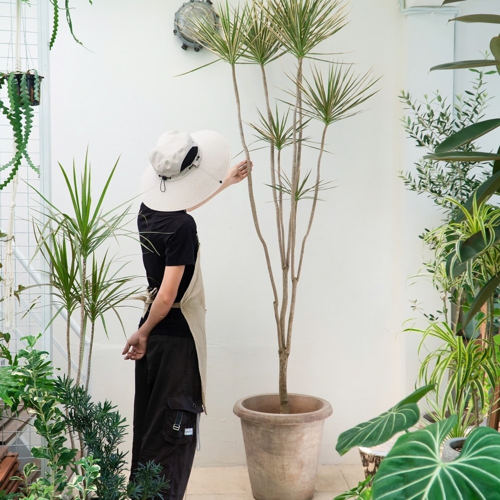 a person taking care of their dracaena marginata