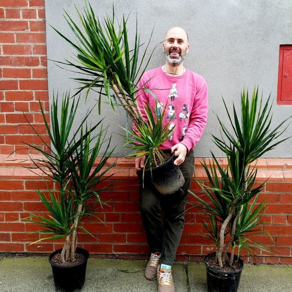 a man showing his healthy dracaena marginatas