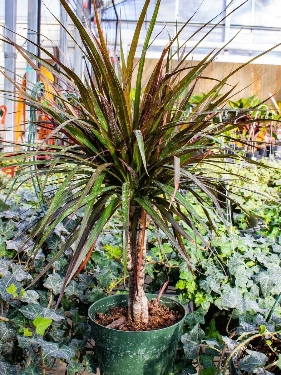 dracaena marginata growing in a nursery