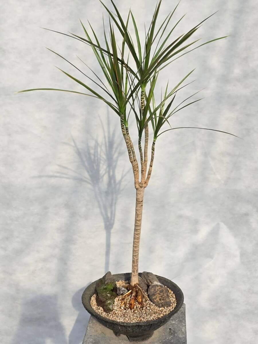 dracaena marginata in a decorated pot