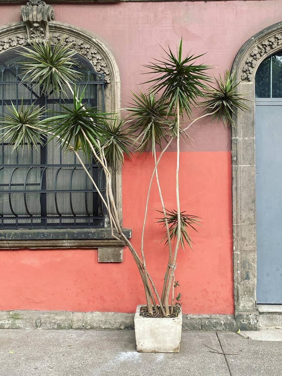 dracaena marginata can grow more than 8 feet tall