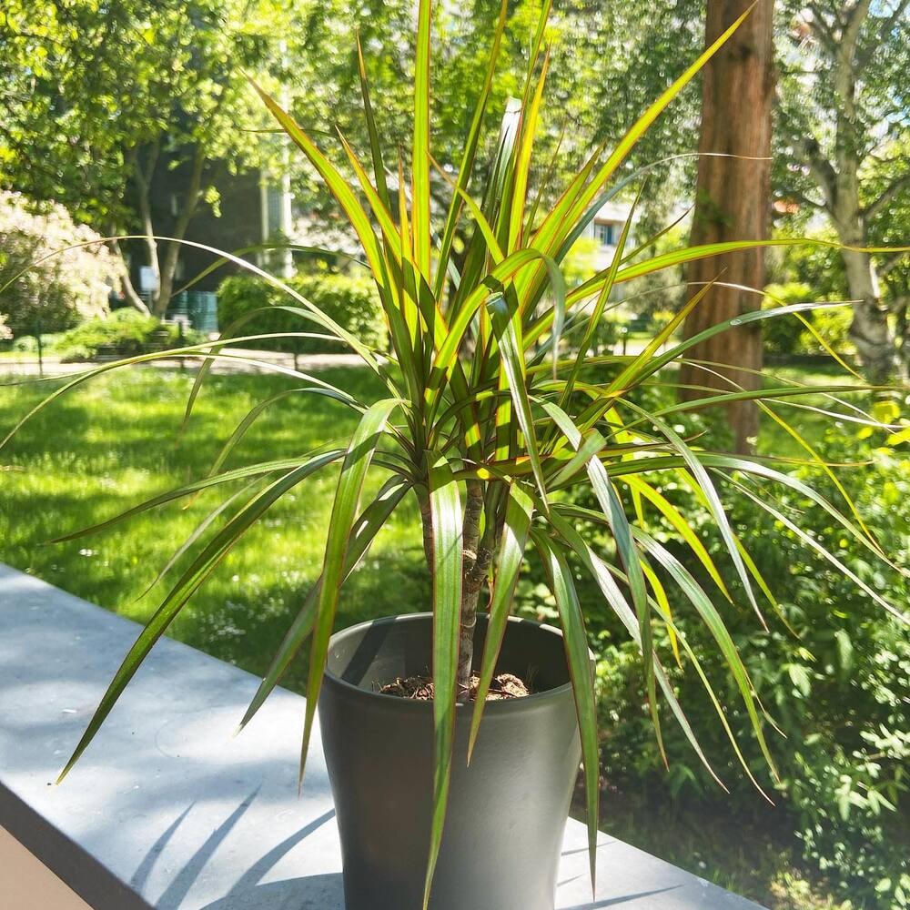 a small pot of dracaena marginata kept outdoors near balcony