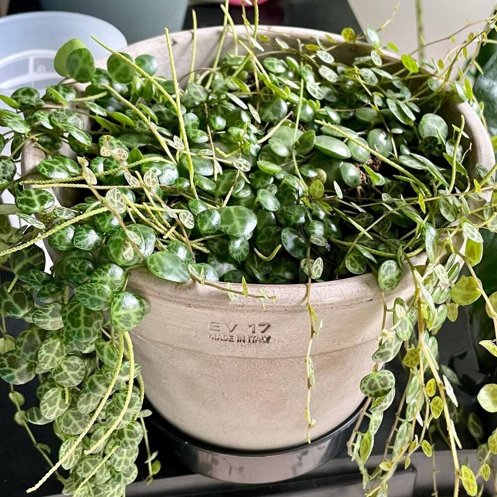 potted string of turtles plant