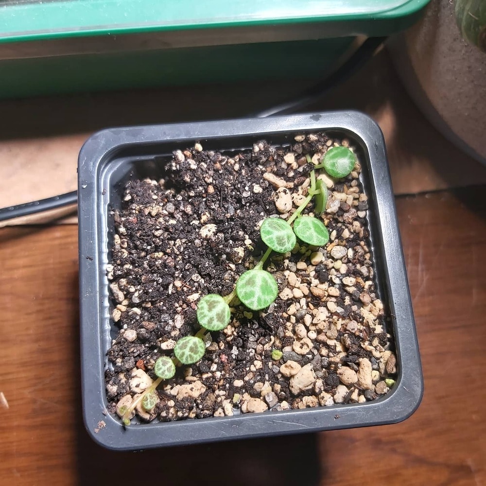 leaves of string of turtles aka peperomia prostrata growing in a tub