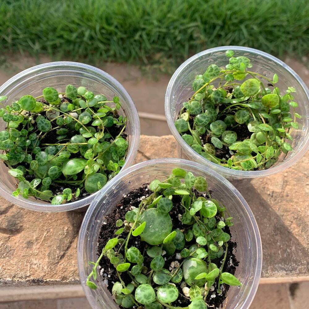 3 pots of peperomia prostrata aka string of turtles