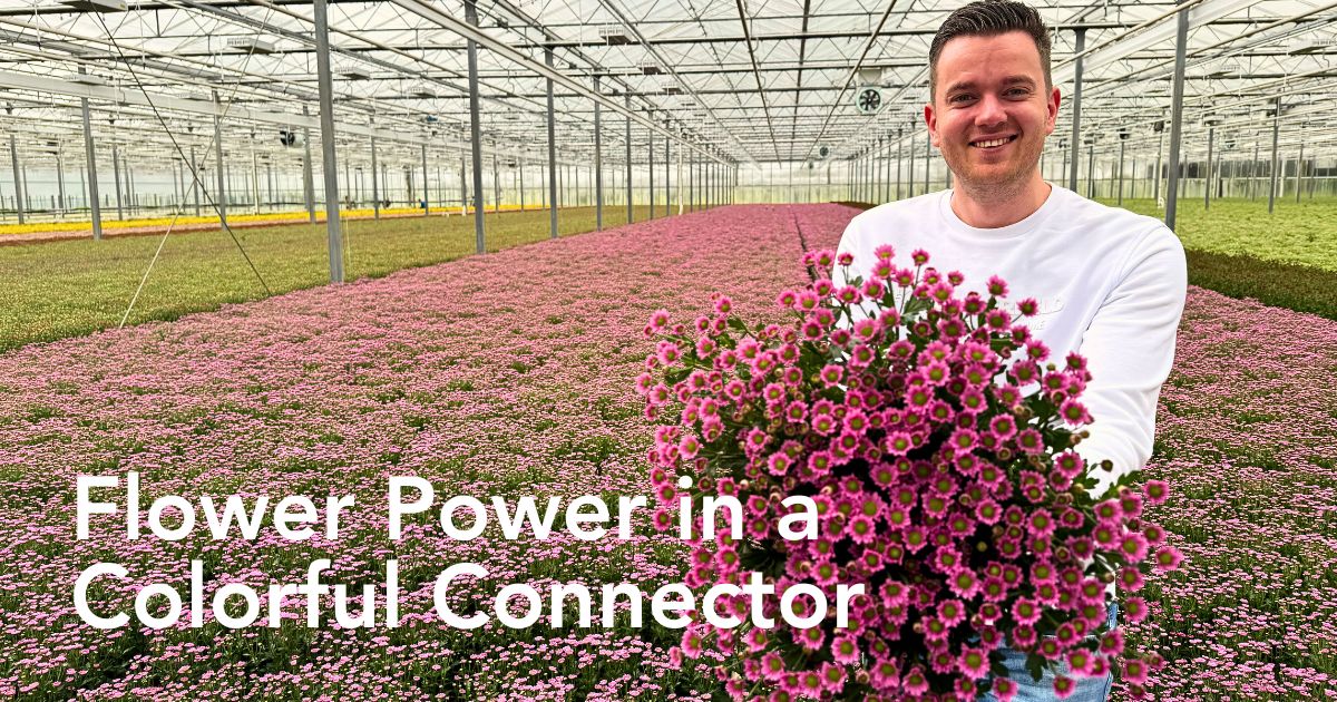 The True Magic of Madiba Chrysanthemums From Dekker Chrysanten