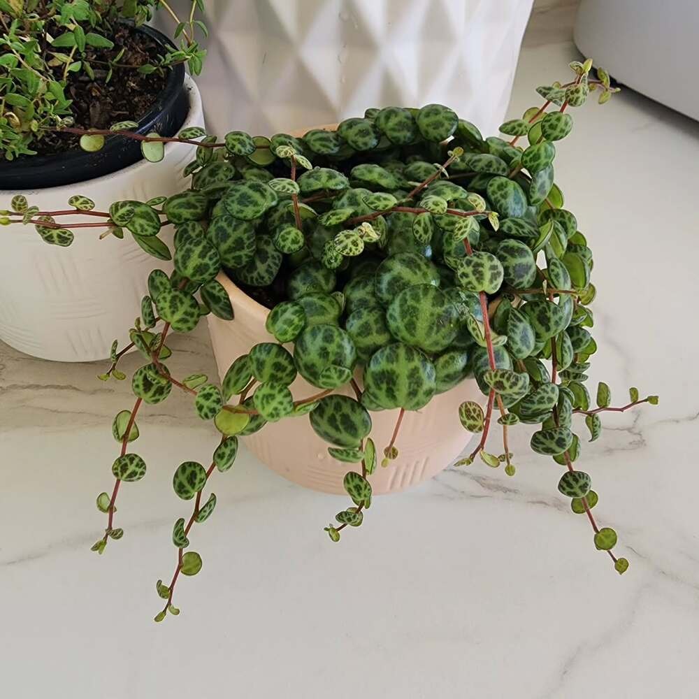 a well-grown string of turtles plant