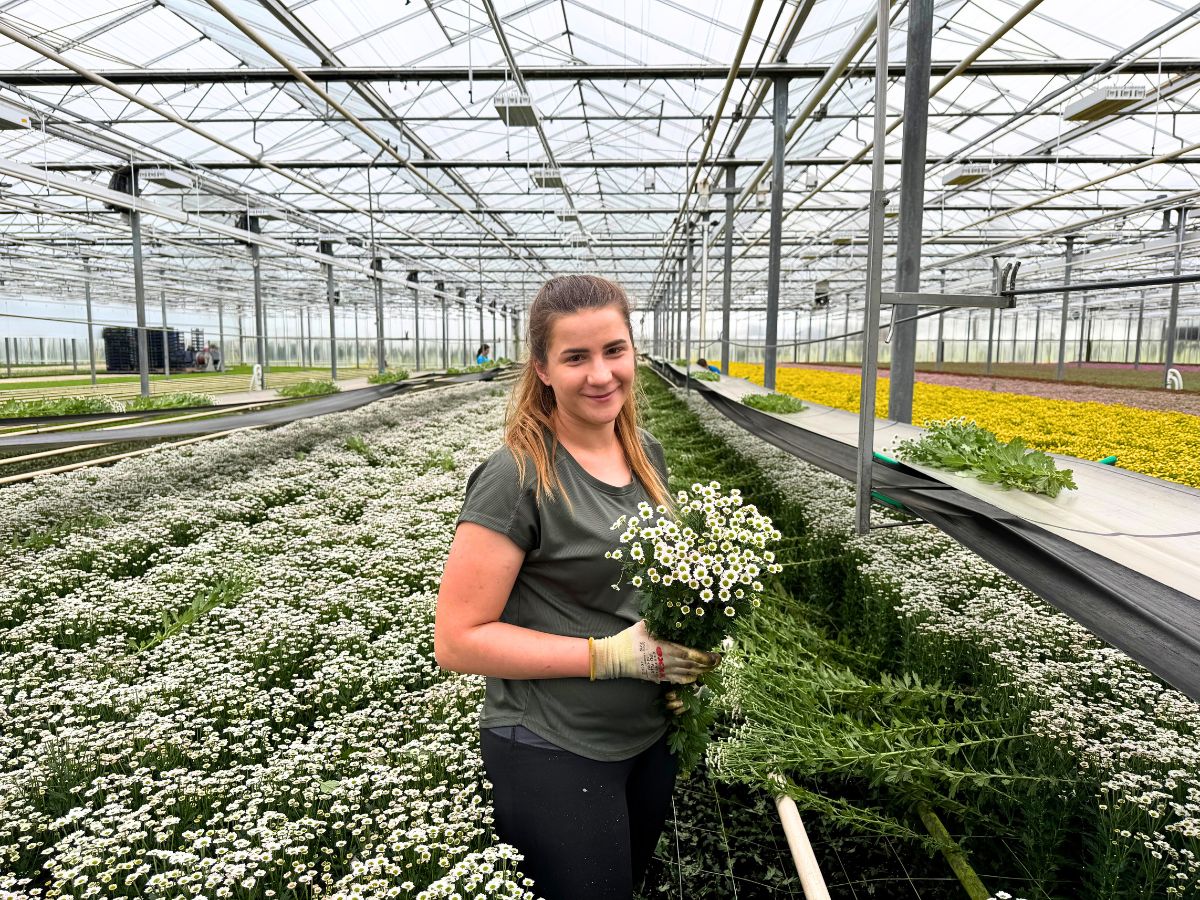 Peter Van Delft Gives the True Picture of the Madiba Chrysanthemums From Dekker Chrysanten