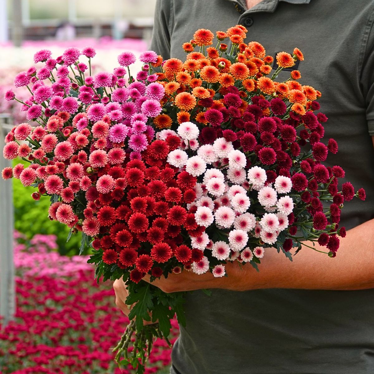 Peter Van Delft Gives the True Picture of the Madiba Chrysanthemums From Dekker Chrysanten