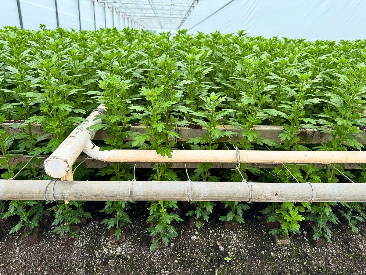 Peter Van Delft Gives the True Picture of the Madiba® Chrysanthemums From Dekker Chrysanten