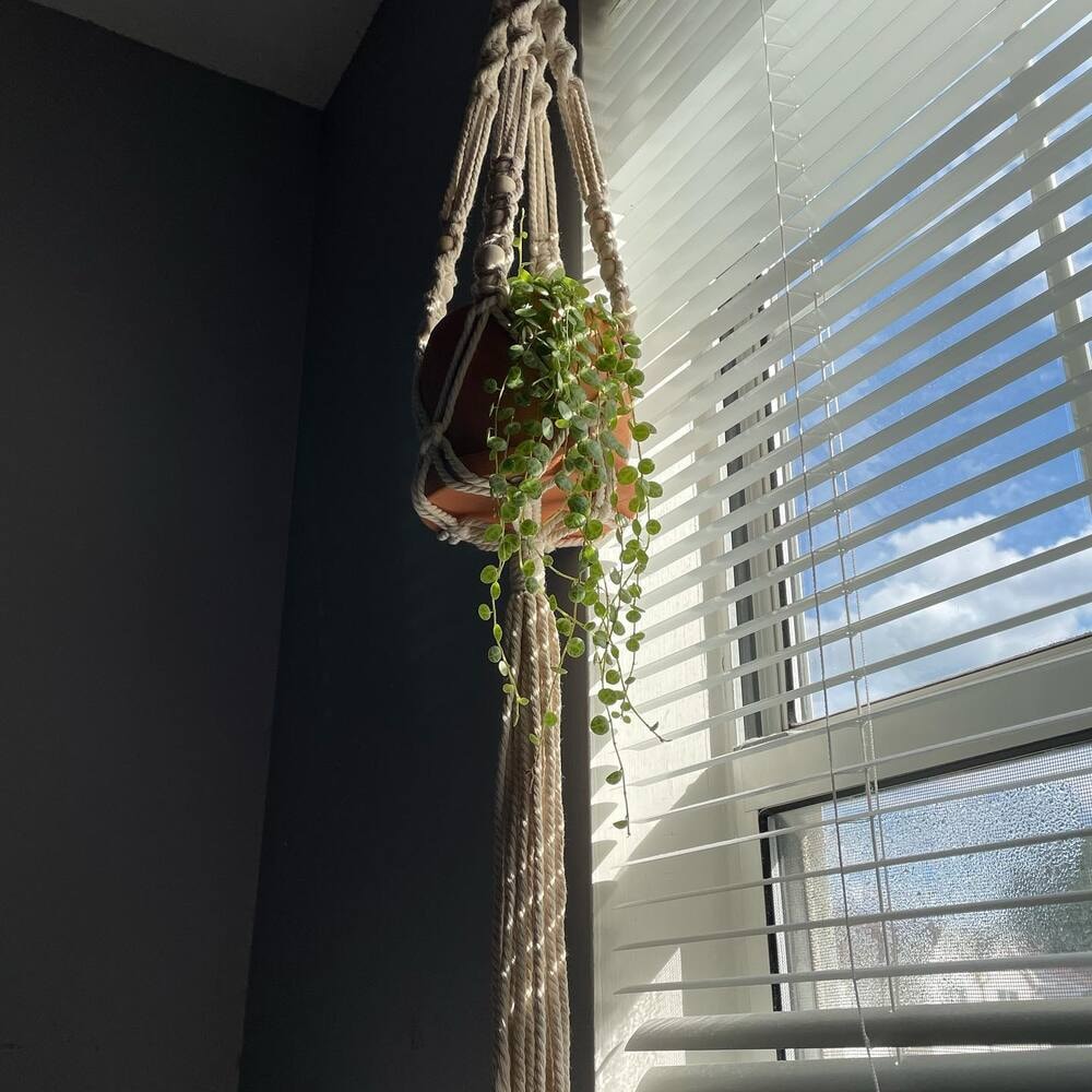 string of turtles hanging near a window