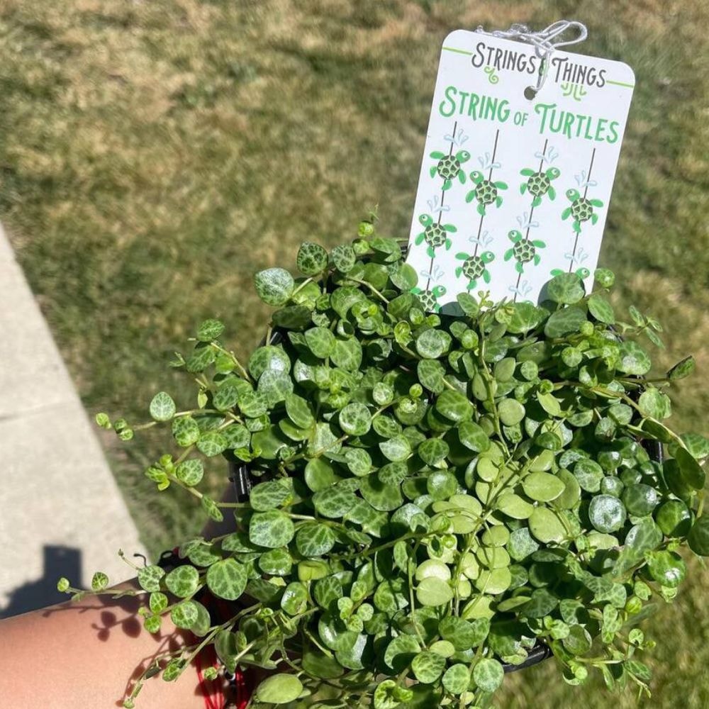 string of turtles growing outdoors