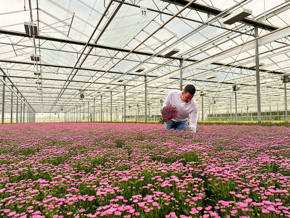 Peter Van Delft Gives the True Picture of the Madiba® Chrysanthemums From Dekker Chrysanten