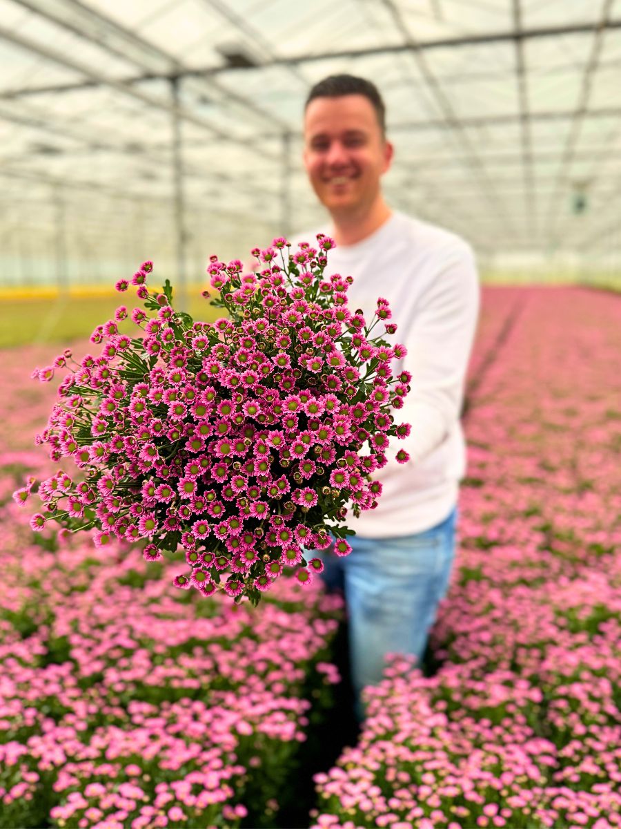 Peter Van Delft Gives the True Picture of the Madiba® Chrysanthemums From Dekker Chrysanten