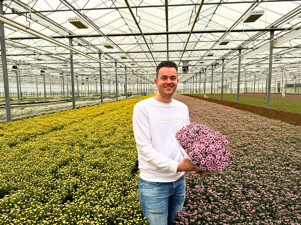 Peter Van Delft Gives the True Picture of the Madiba® Chrysanthemums From Dekker Chrysanten