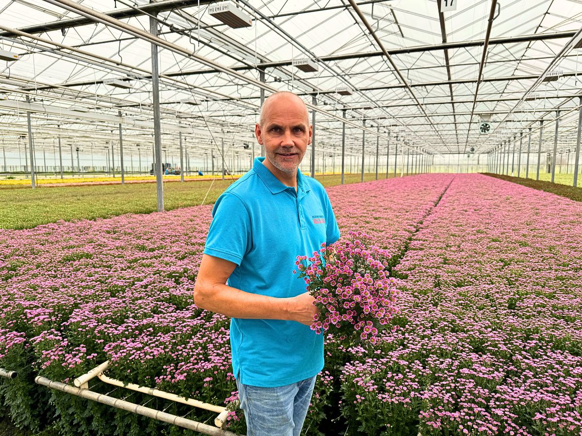 Peter Van Delft Gives the True Picture of the Madiba® Chrysanthemums From Dekker Chrysanten