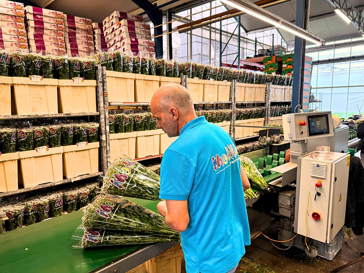 Peter Van Delft Gives the True Picture of the Madiba® Chrysanthemums From Dekker Chrysanten