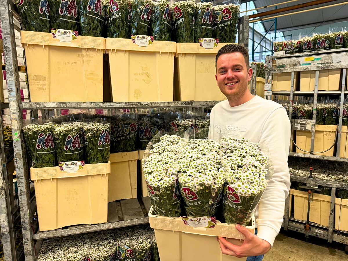 Peter Van Delft Gives the True Picture of the Madiba® Chrysanthemums From Dekker Chrysanten