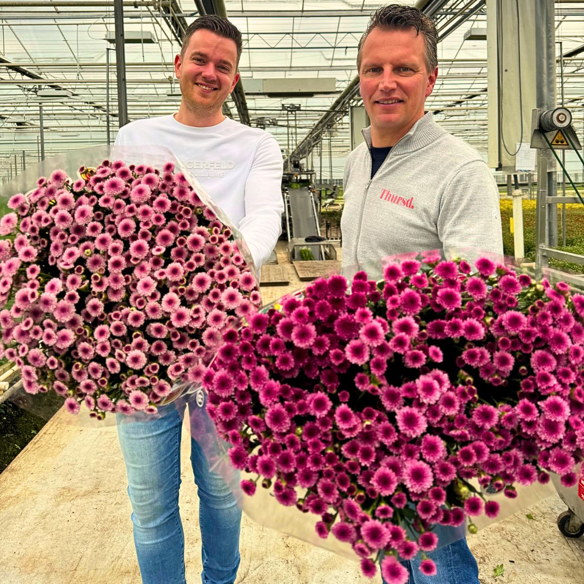 Peter Van Delft Gives the True Picture of the Madiba® Chrysanthemums From Dekker Chrysanten