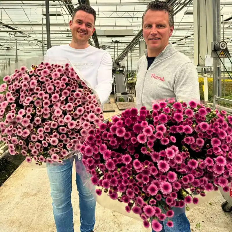 The True Magic of Madiba Chrysanthemums From Dekker Chrysanten