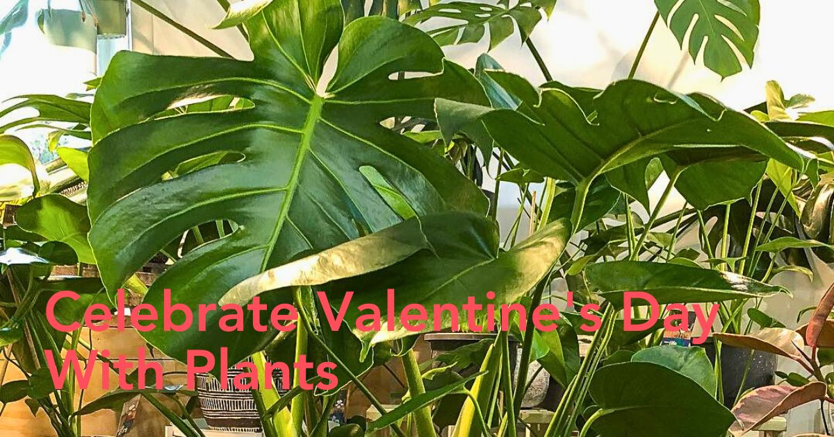 Valentines Day Plants