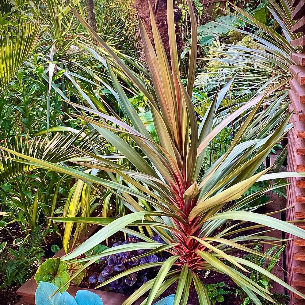 Valentines Day Plants