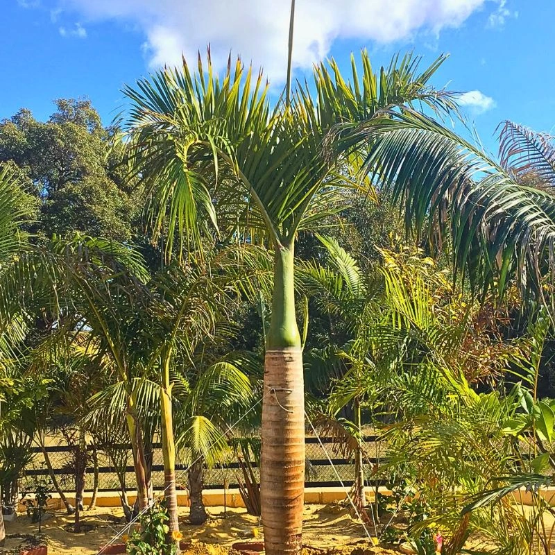 Spindle palm tree - Thursd Article Featured Image