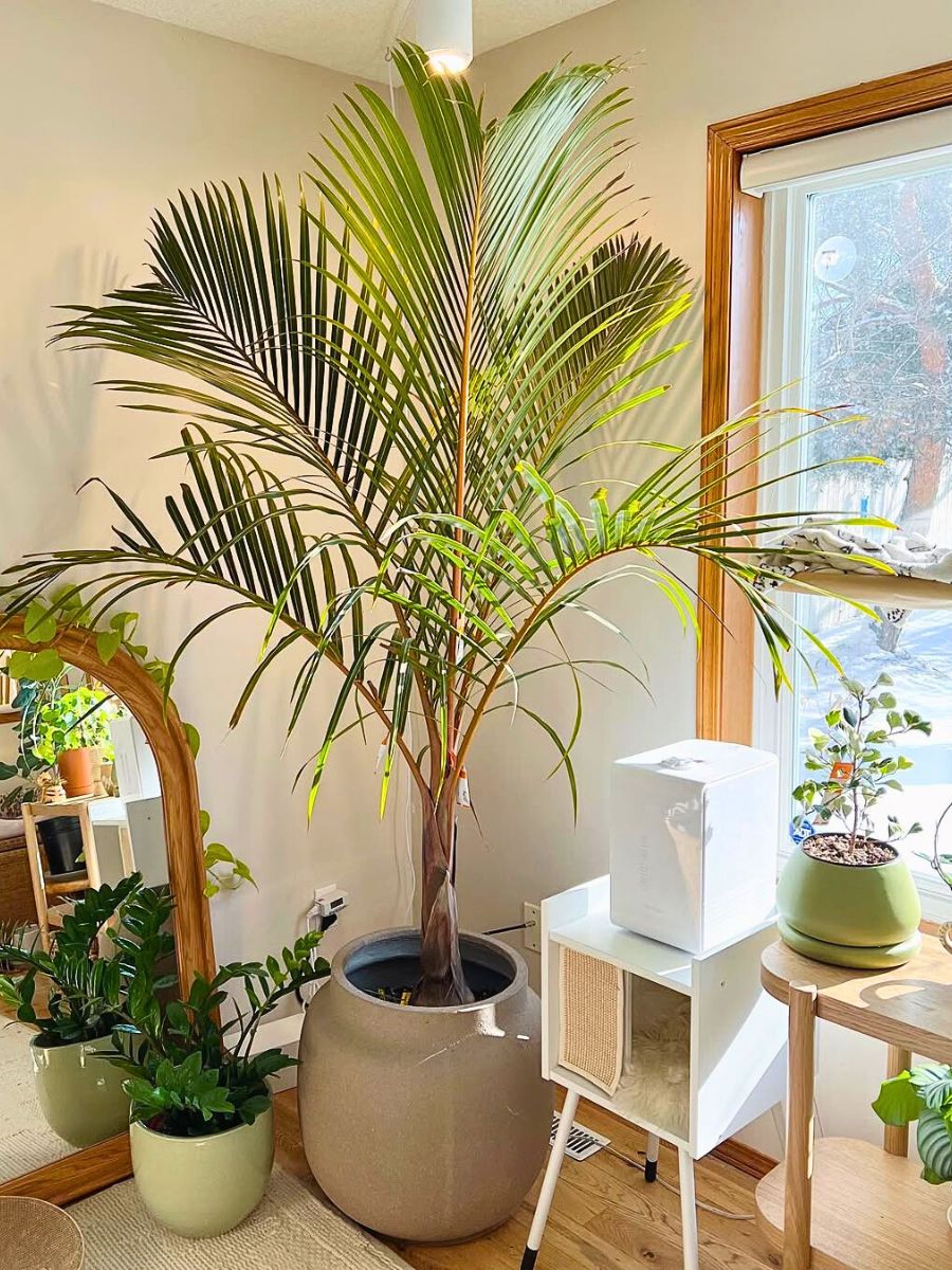 Spindle Palm Tree kept indoors