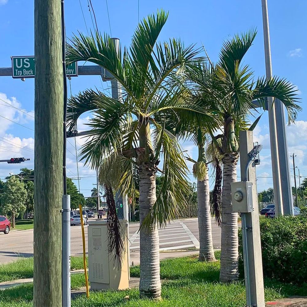 Spindle palm trees on a highway